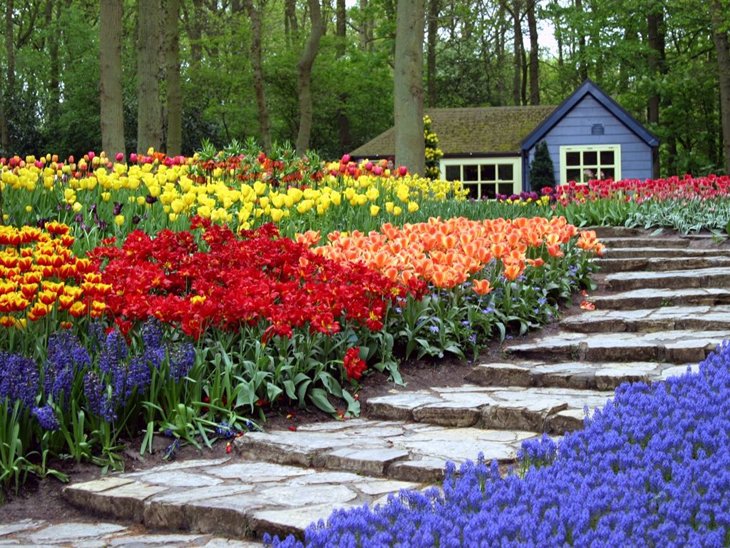 World Largest Flower Garden - Netherlands (10)