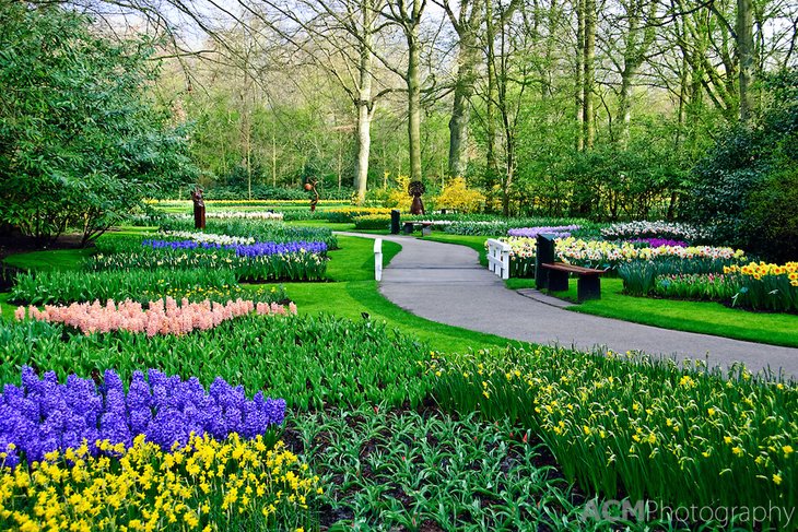 World Largest Flower Garden - Netherlands (2)