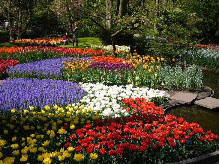 World Largest Flower Garden - Netherlands (8)
