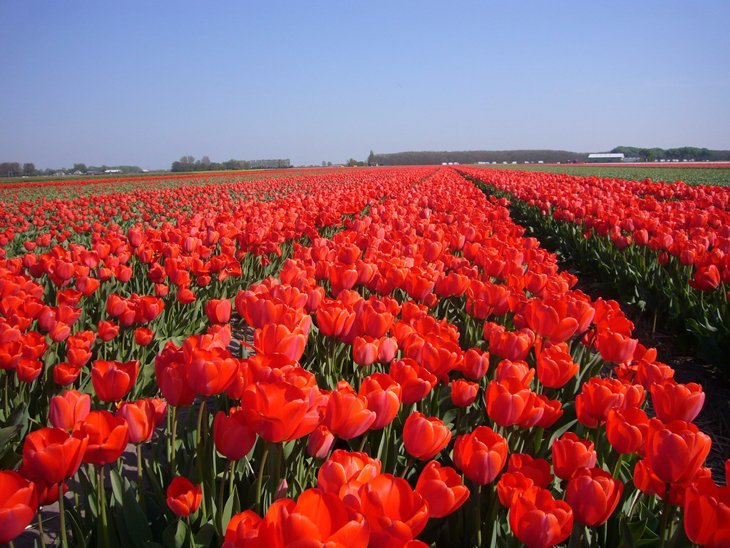 World Largest Flower Garden - Netherlands (7)
