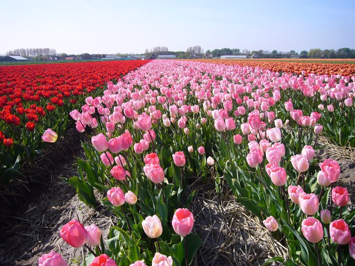 World Largest Flower Garden - Netherlands (6)