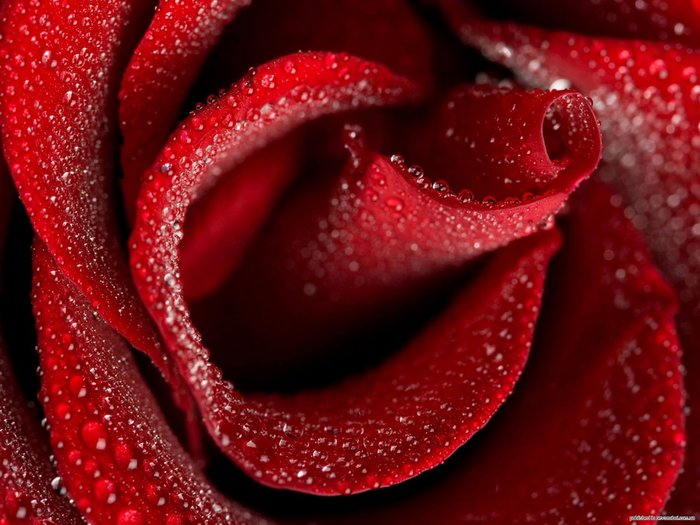 The Marvelous Rose Fragrance