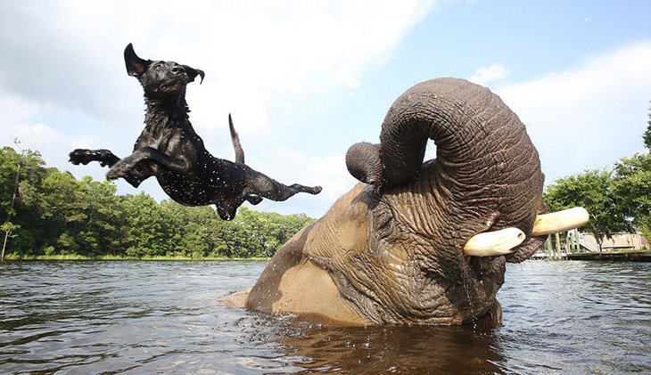 elephant-dog-friendship-bubbles-and-bella-4