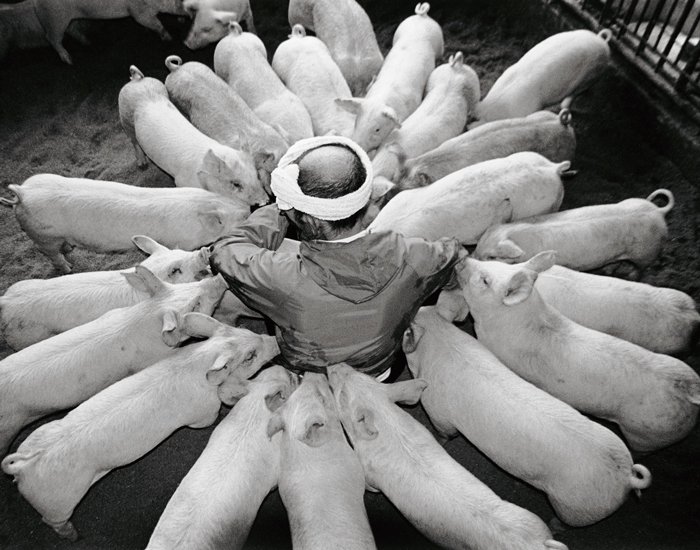 Farmer And His Pigs Friendship (2)