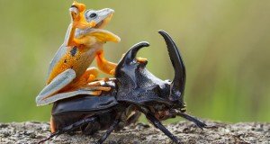 Mandatory Credit: Photo by Hendy MP/Solent News/REX Shutterstock (4436027a) The frog riding on top of the beetle Frog rides a beetle like a rodeo cowboy on a bull, Sambas, Indonesia - Jan 2015 Like a cowboy riding a bull, this frog appeared to have a wild ride after it hopped aboard a beetle. At one point the daring amphibian appeared to be having the time of its life as it clung on with one hand in the air. And it managed to stay in place for around five minutes before eventually crawling off. Photographer Hendy Mp captured the unique moment near his house in Sambas, Indonesia. The 25-year-old said: "It was such an amazing moment, the frog just saw the beetle and decided to crawl on top. "It looked like the frog was a cowboy riding a bull and it even put its right leg in the air. "The frog was on the beetle for five minutes and the insect was just happily running around."