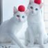 white_cats10